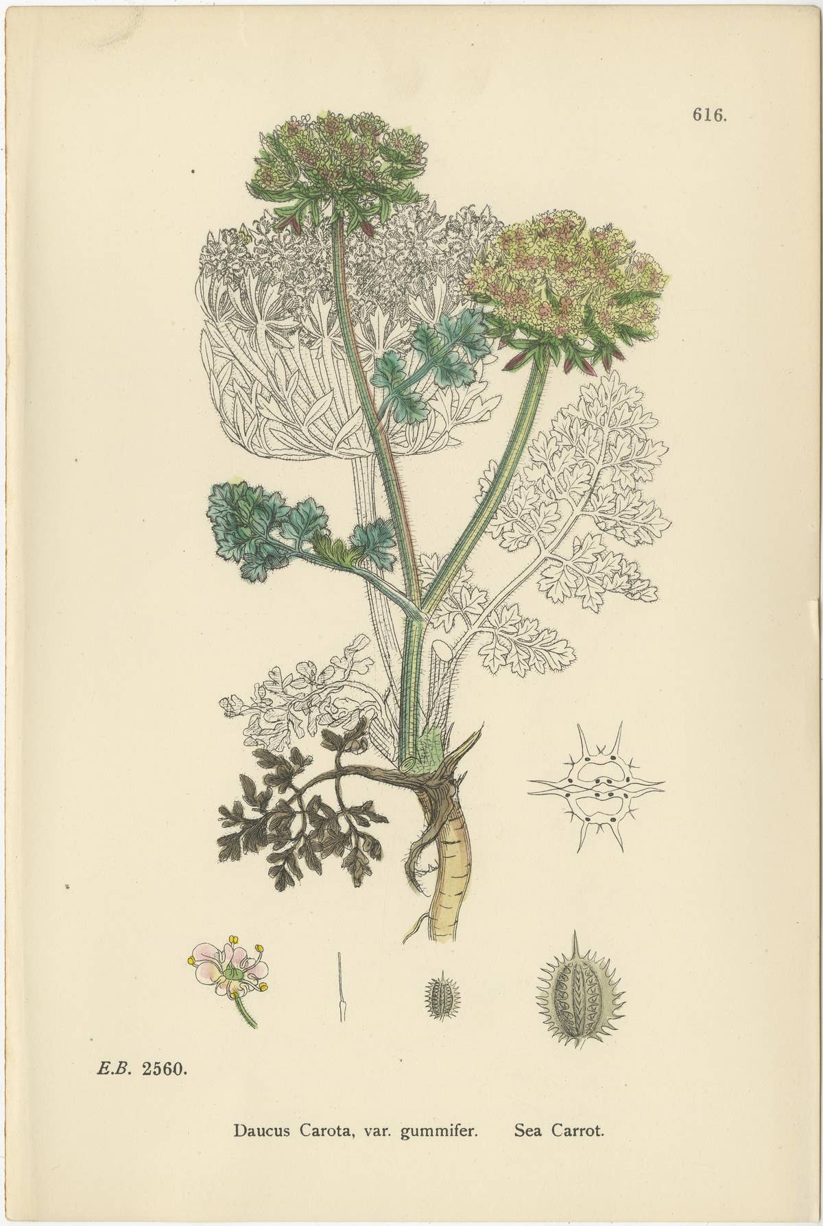 Elegant British Botanical Trio – Hand-Colored Wild Carrot Prints, England 1902