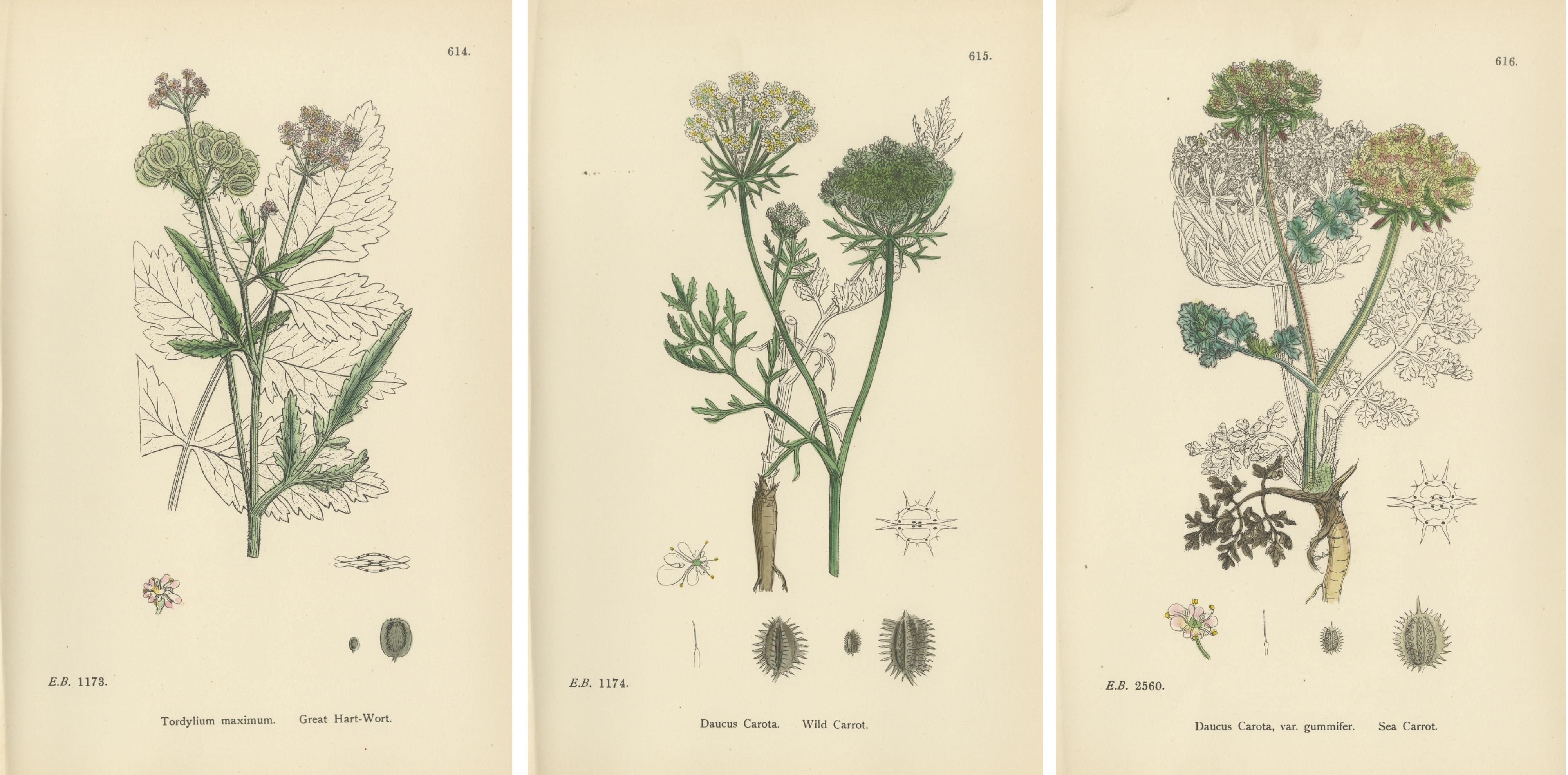 Elegant British Botanical Trio – Hand-Colored Wild Carrot Prints, England 1902