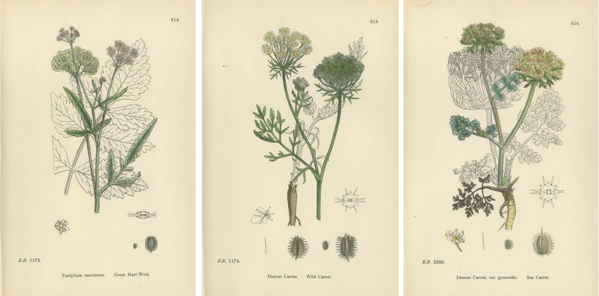 Elegant British Botanical Trio – Hand-Colored Wild Carrot Prints, England 1902