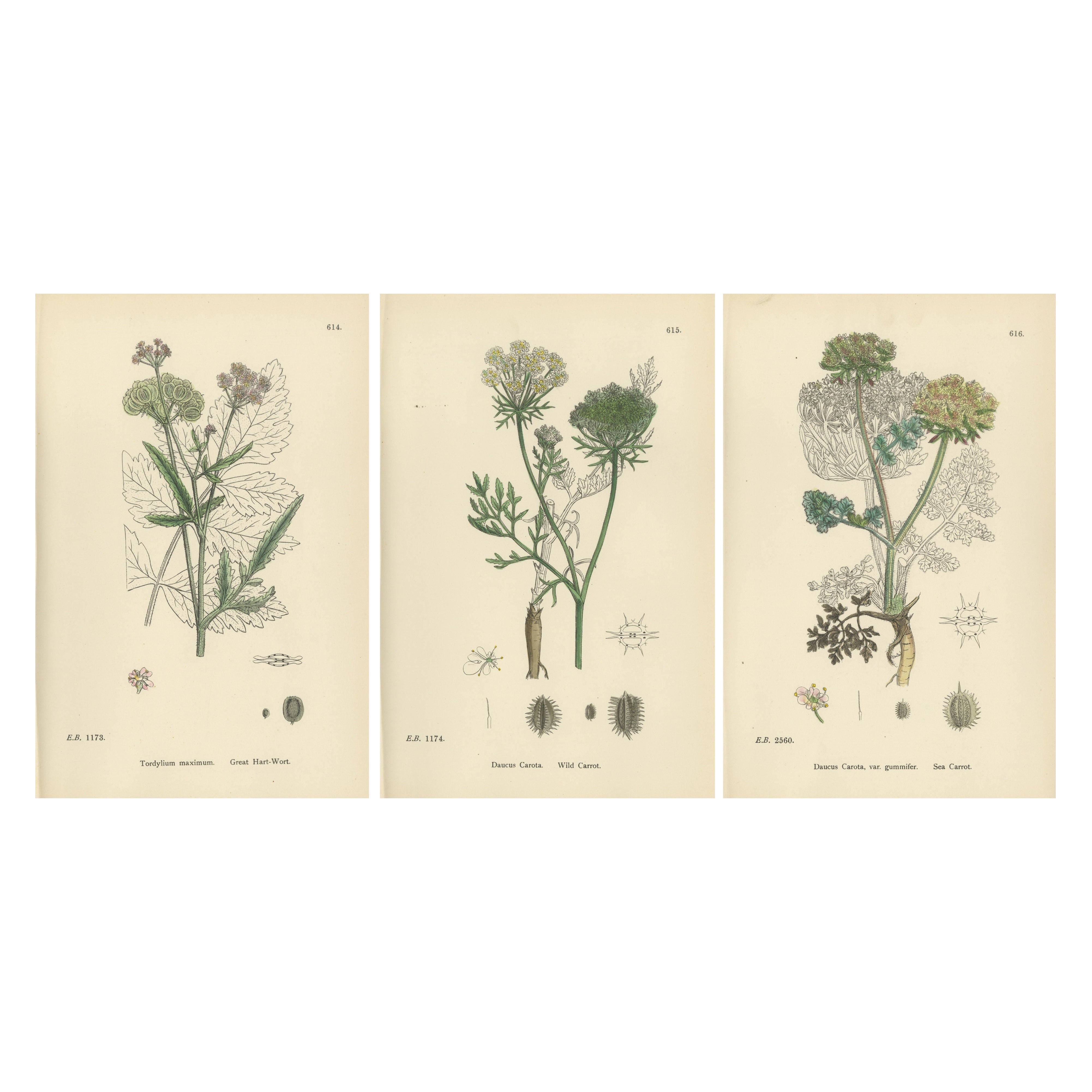 Elegantes britisches botanisches Trio - handkolorierte Drucke wilder Karotten, England 1902 im Angebot