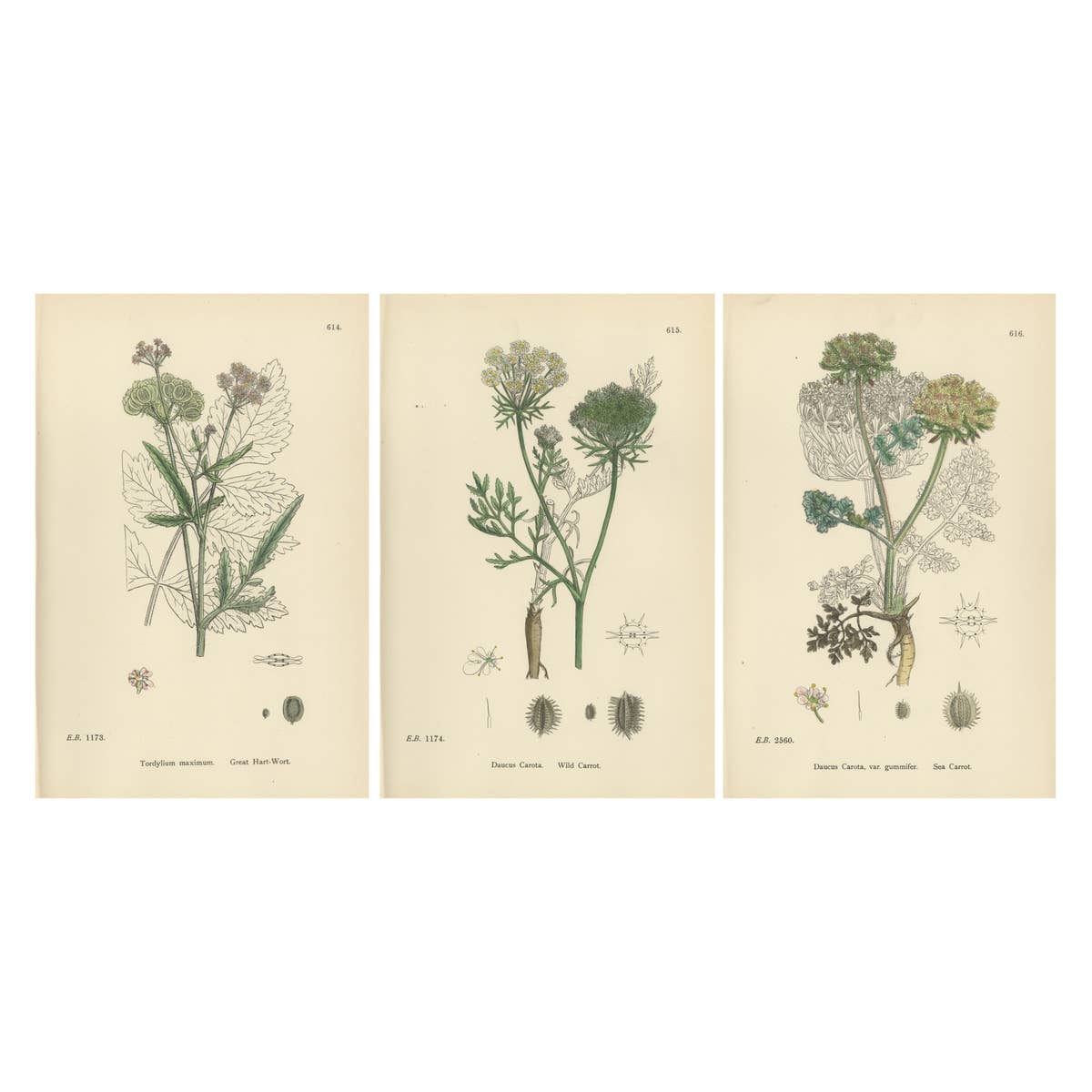 Elegant British Botanical Trio – Hand-Colored Wild Carrot Prints, England 1902