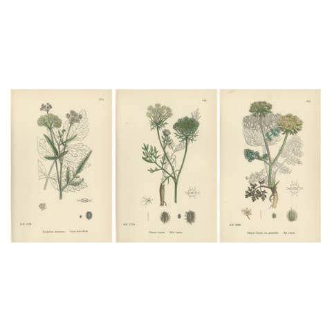 Elegant British Botanical Trio – Hand-Colored Wild Carrot Prints, England 1902