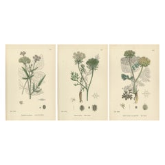 Elegant British Botanical Trio – Hand-Colored Wild Carrot Prints, England 1902