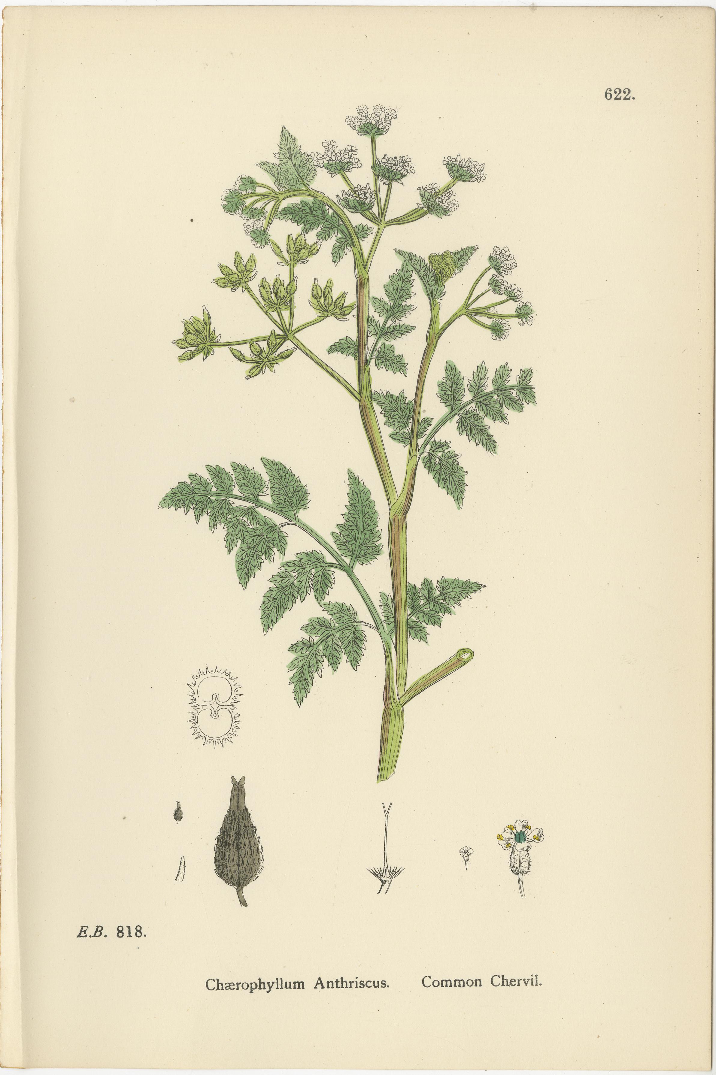 Elegant British Chervil Quartet – Hand-Colored Botanical Prints, England 1902
