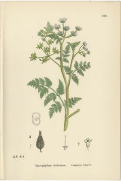 Elegant British Chervil Quartet – Hand-Colored Botanical Prints, England 1902