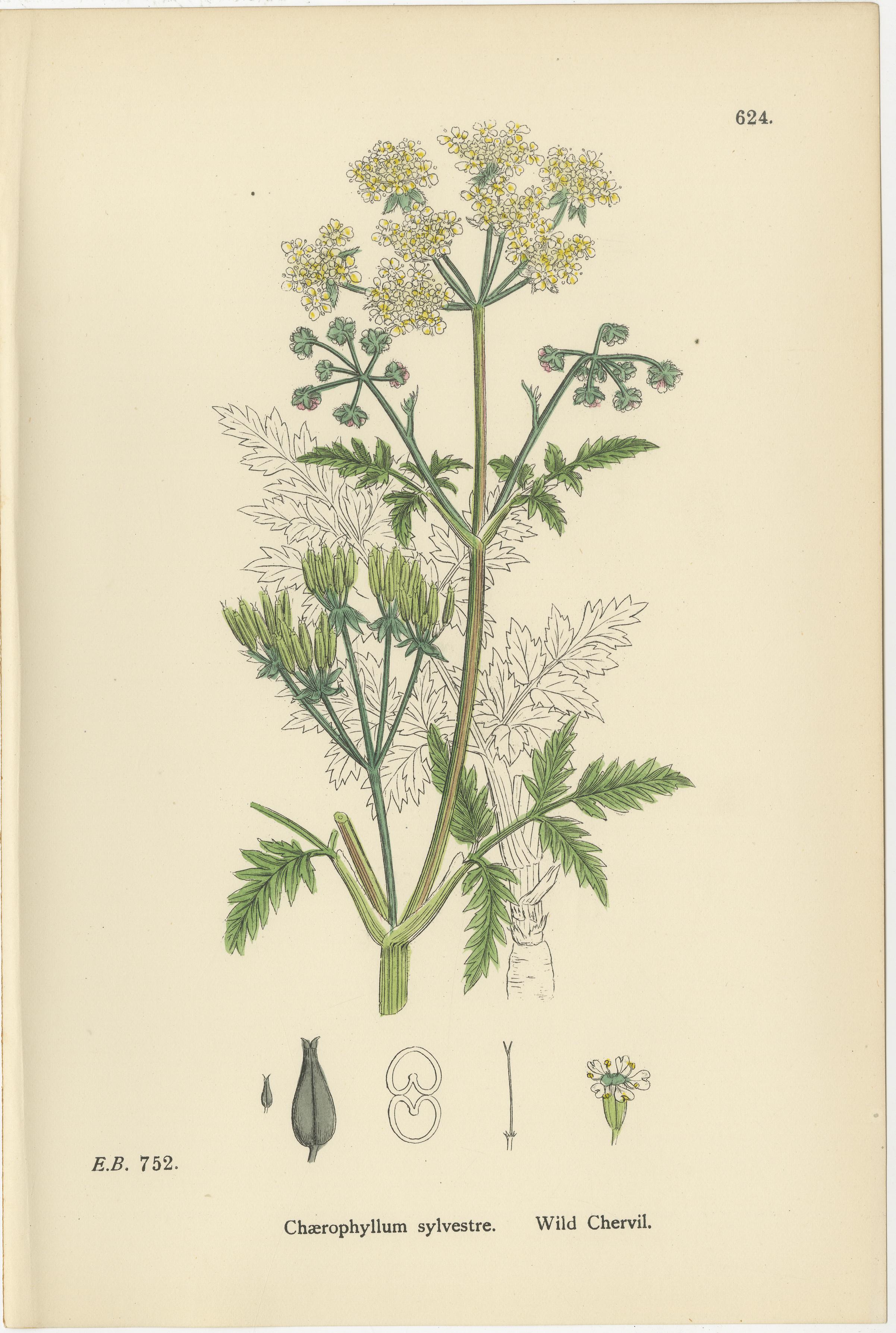 Elegant British Chervil Quartet – Hand-Colored Botanical Prints, England 1902