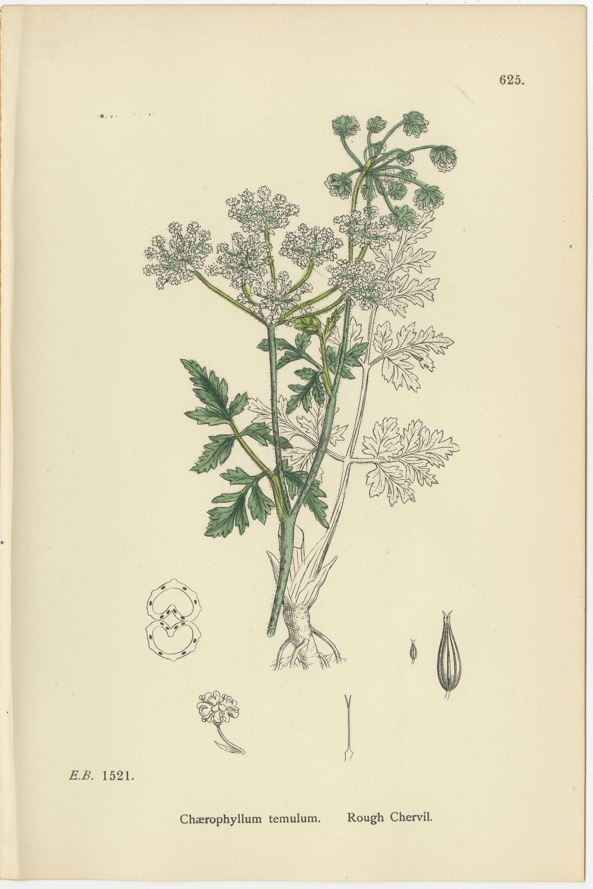 Elegant British Chervil Quartet – Hand-Colored Botanical Prints, England 1902