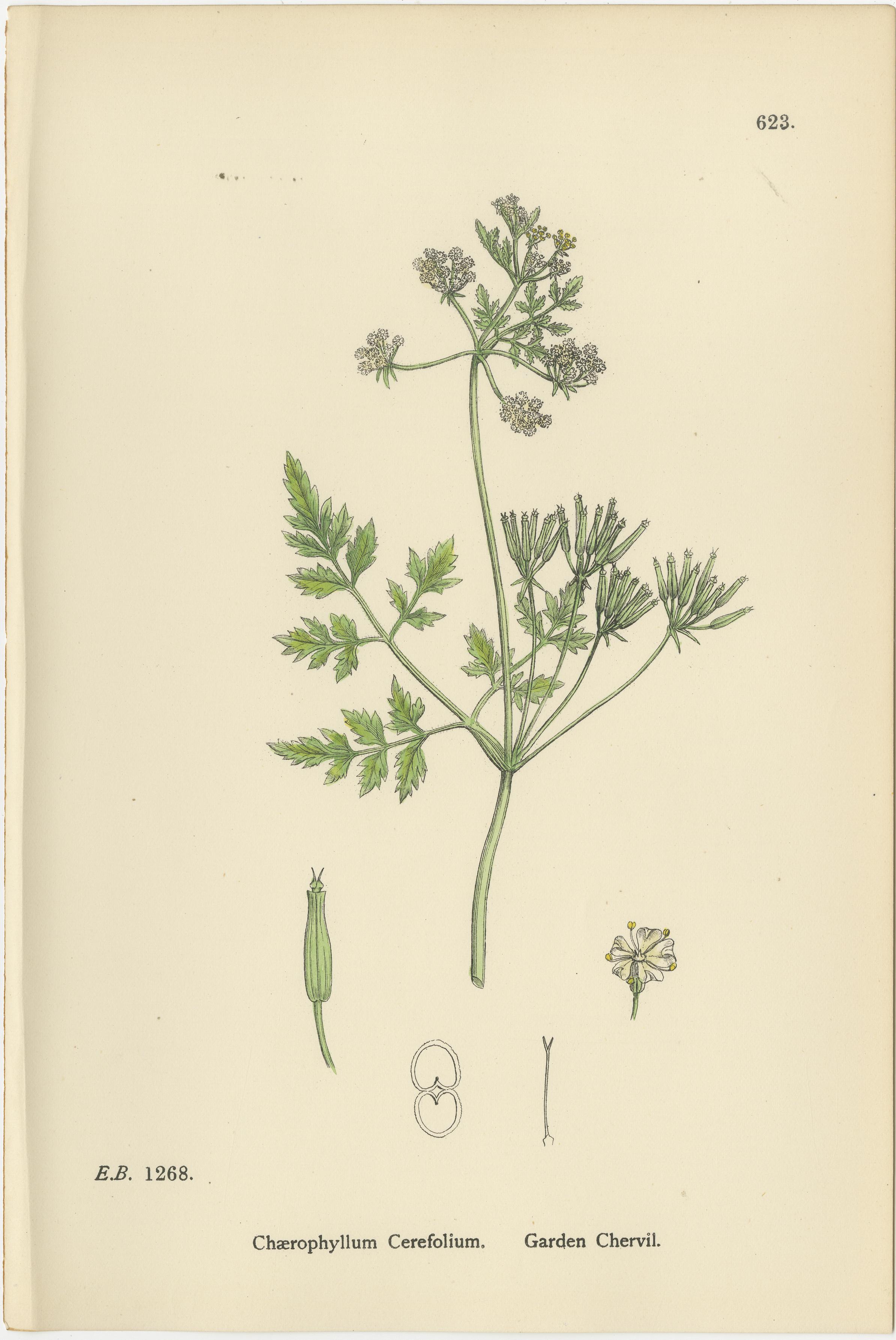 Elegant British Chervil Quartet – Hand-Colored Botanical Prints, England 1902
