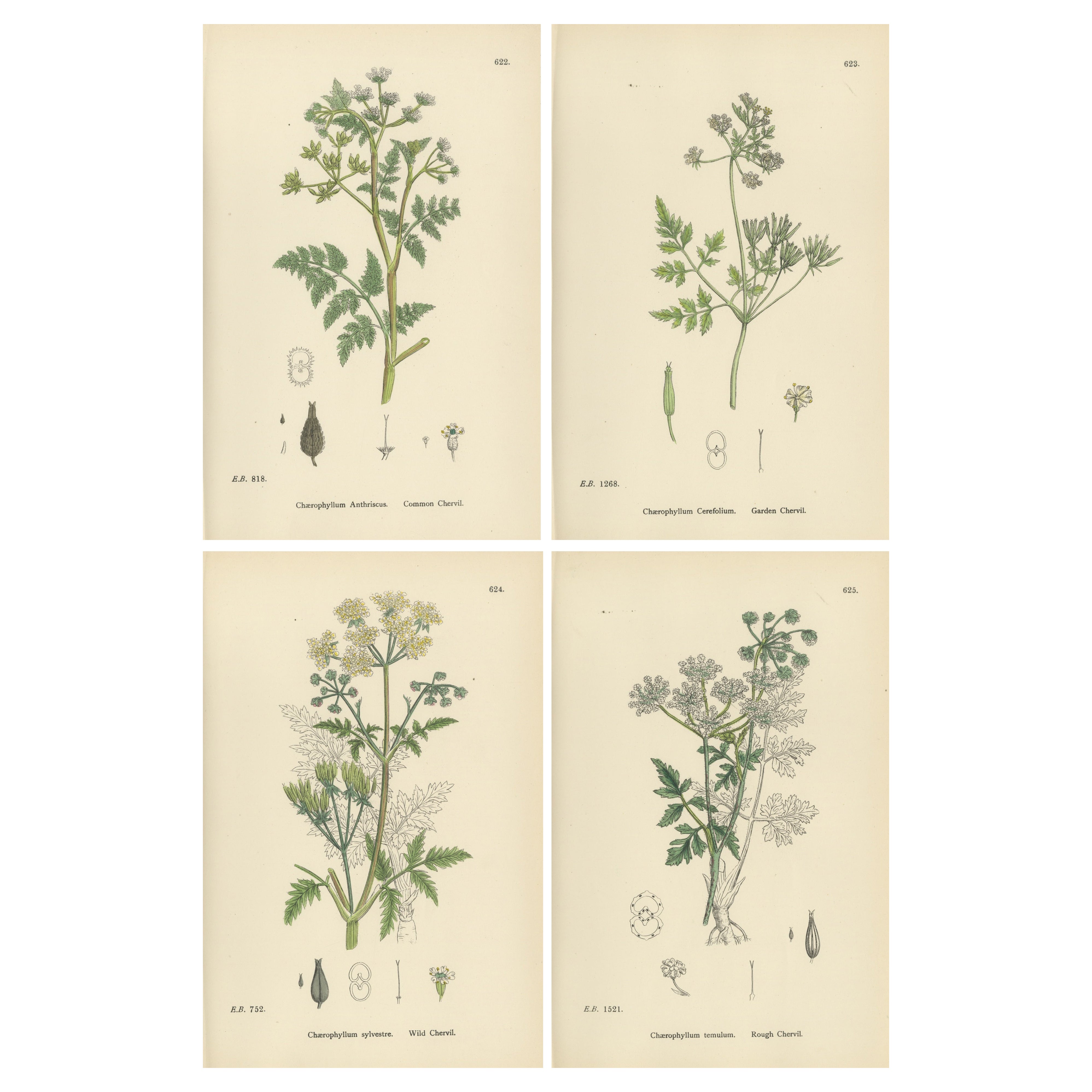 Eleganza del cerfoglio britannico - Stampe botaniche colorate a mano, Inghilterra 1902