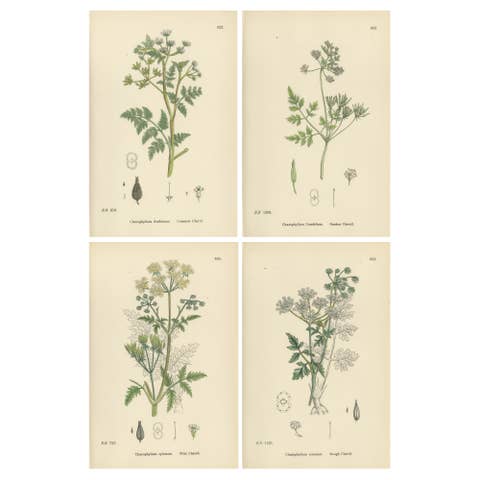 Elegant British Chervil Quartet – Hand-Colored Botanical Prints, England 1902
