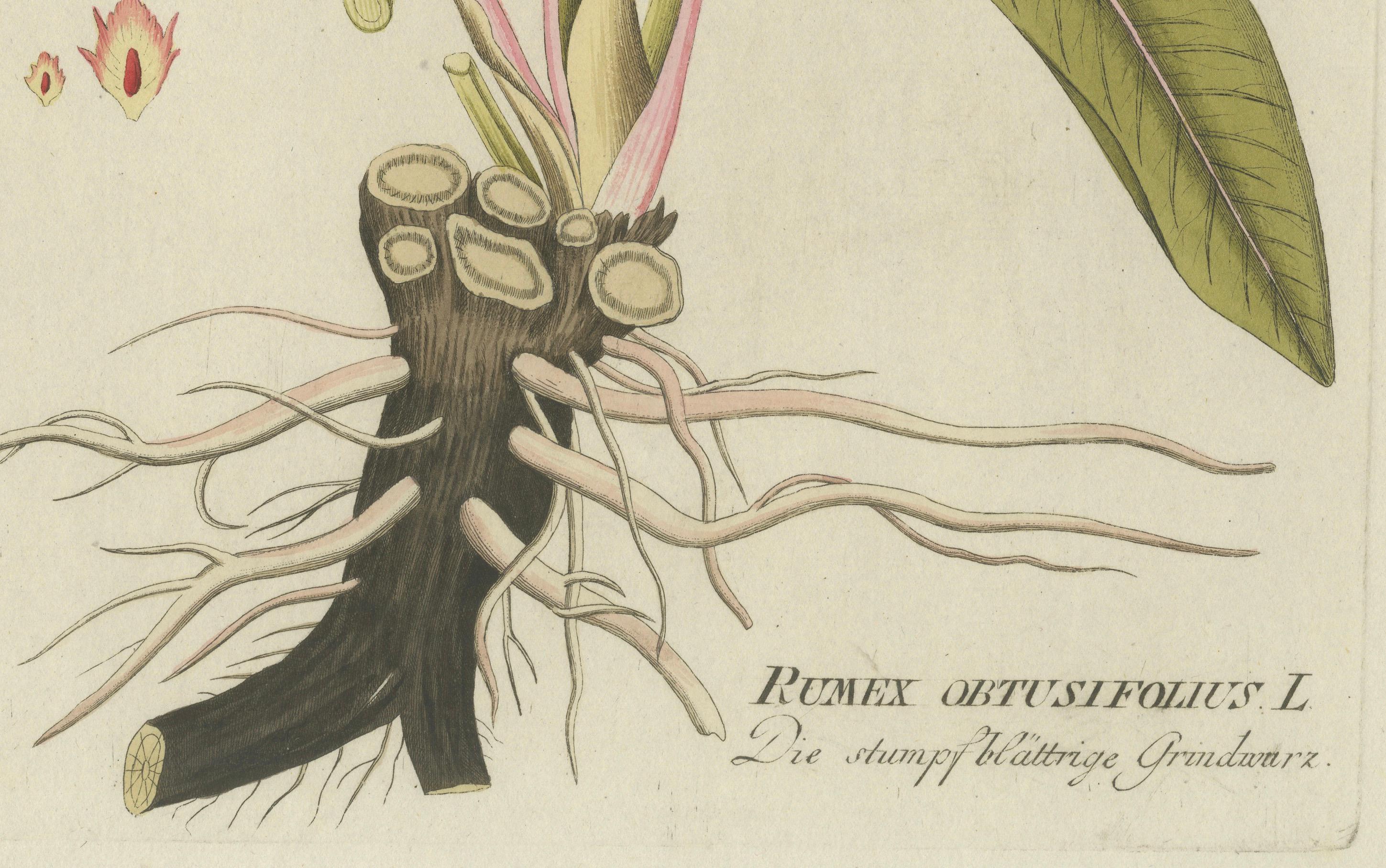 Europeo Incisione di un'elegante pianta di droghe a foglia larga - Icones Plantarum Medicinalium, 1788 in vendita