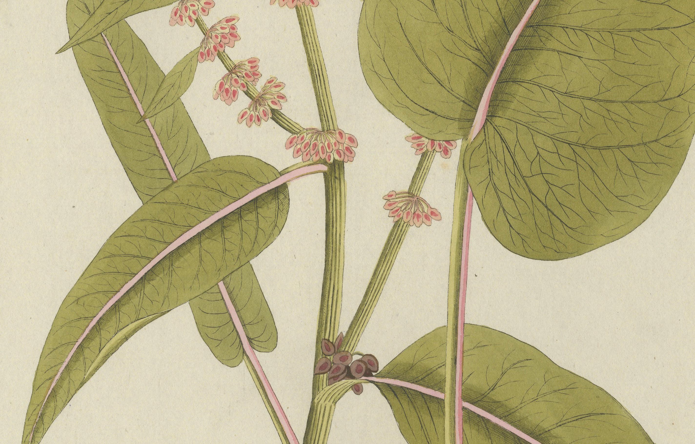 Inciso Incisione di un'elegante pianta di droghe a foglia larga - Icones Plantarum Medicinalium, 1788 in vendita