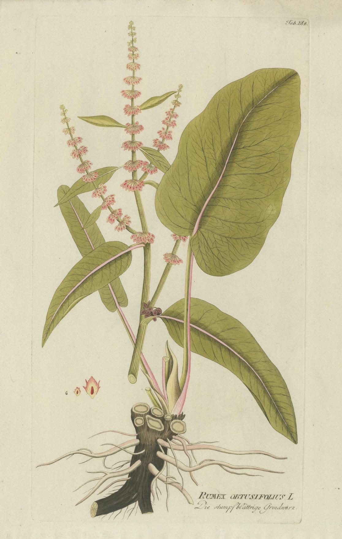 Incisione di un'elegante pianta di droghe a foglia larga - Icones Plantarum Medicinalium, 1788 In condizioni buone in vendita a Langweer, NL