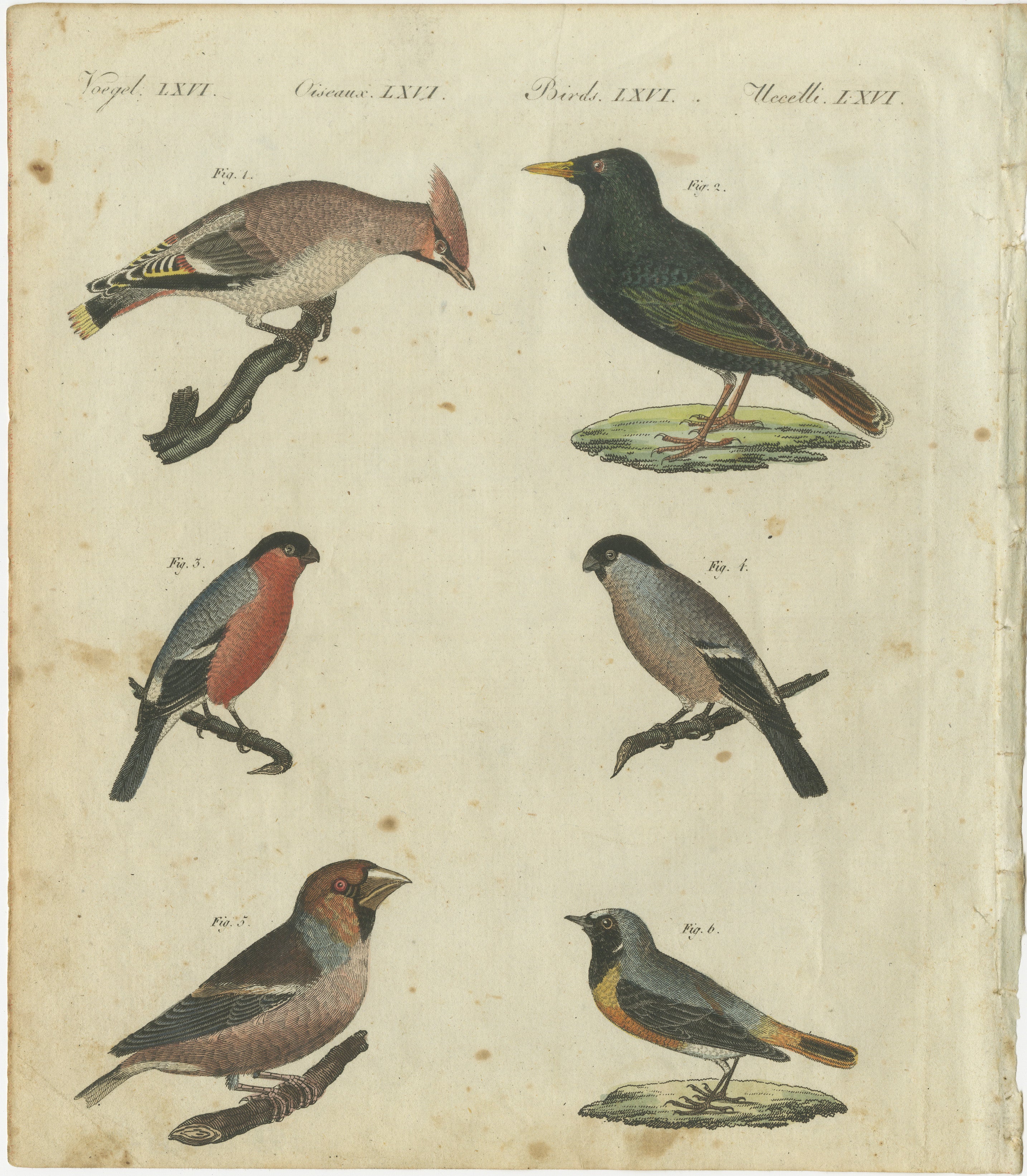 Handcolored 1805 Engraving of European Birds from Bertuch's 