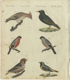 Elegant European Birds: 1805 Handcolored Engraving from Bertuch's Masterpiece