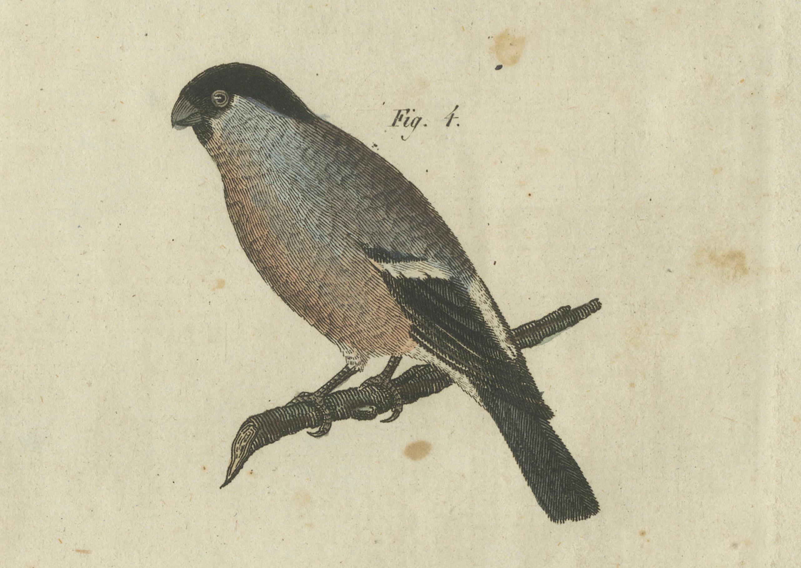 Engraved Elegant European Birds: 1805 Handcolored Engraving from Bertuch's Masterpiece For Sale