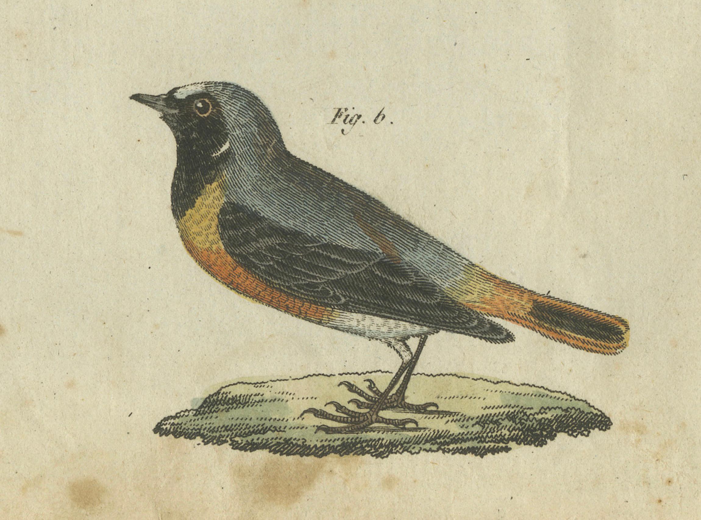 Elegant European Birds: 1805 Handcolored Engraving from Bertuch's Masterpiece In Good Condition For Sale In Langweer, NL