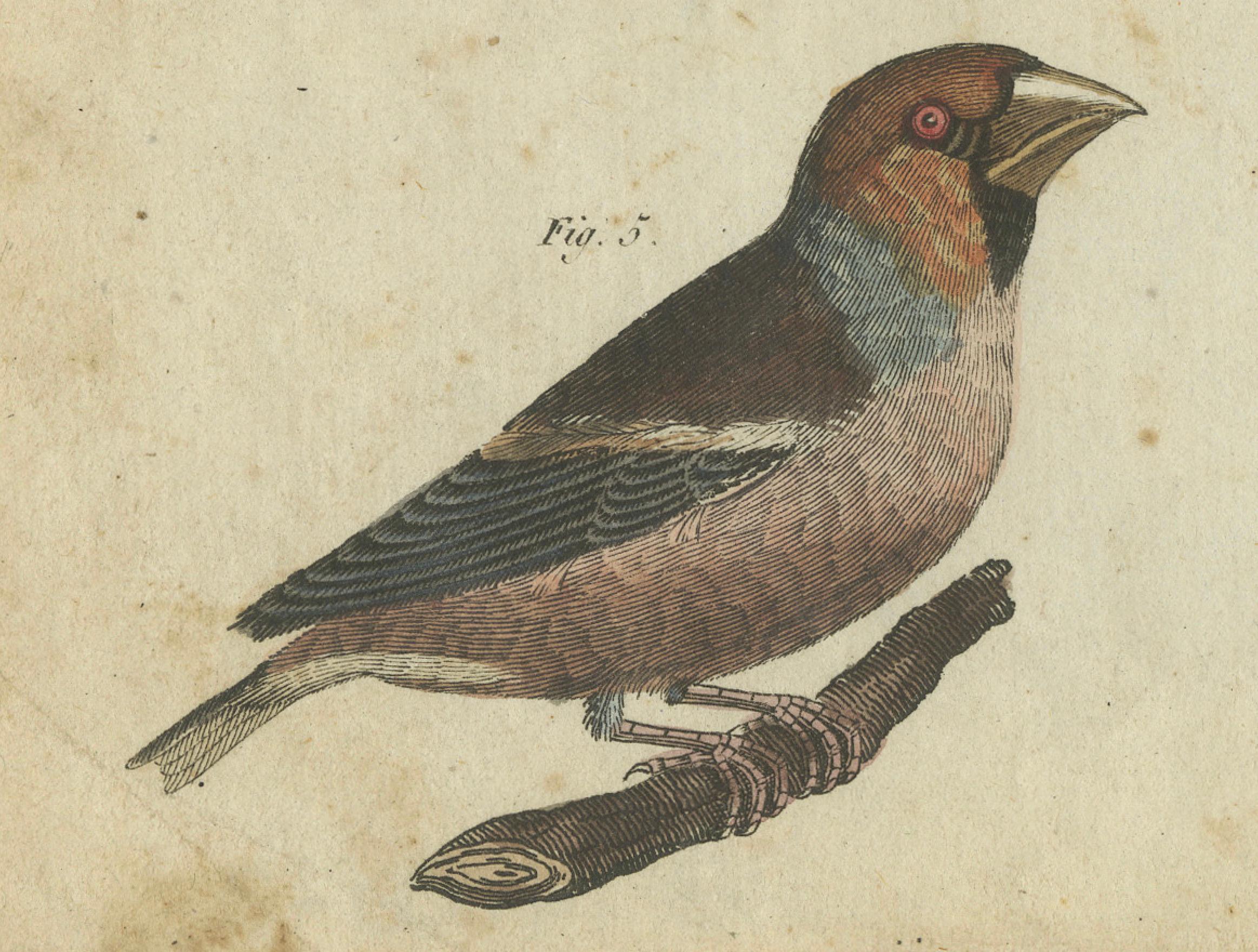 Early 19th Century Elegant European Birds: 1805 Handcolored Engraving from Bertuch's Masterpiece For Sale