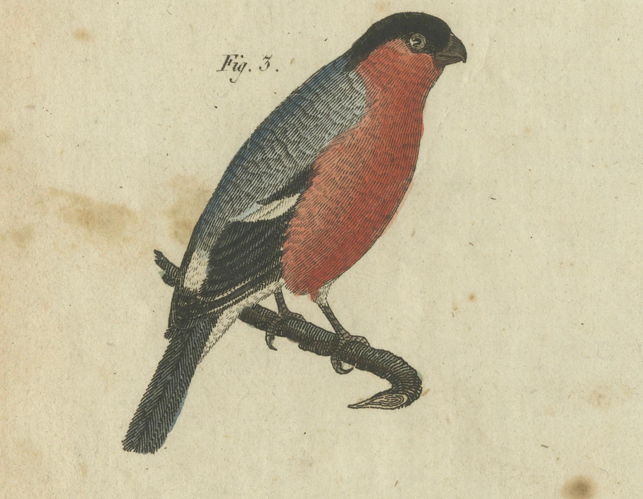 Paper Elegant European Birds: 1805 Handcolored Engraving from Bertuch's Masterpiece For Sale