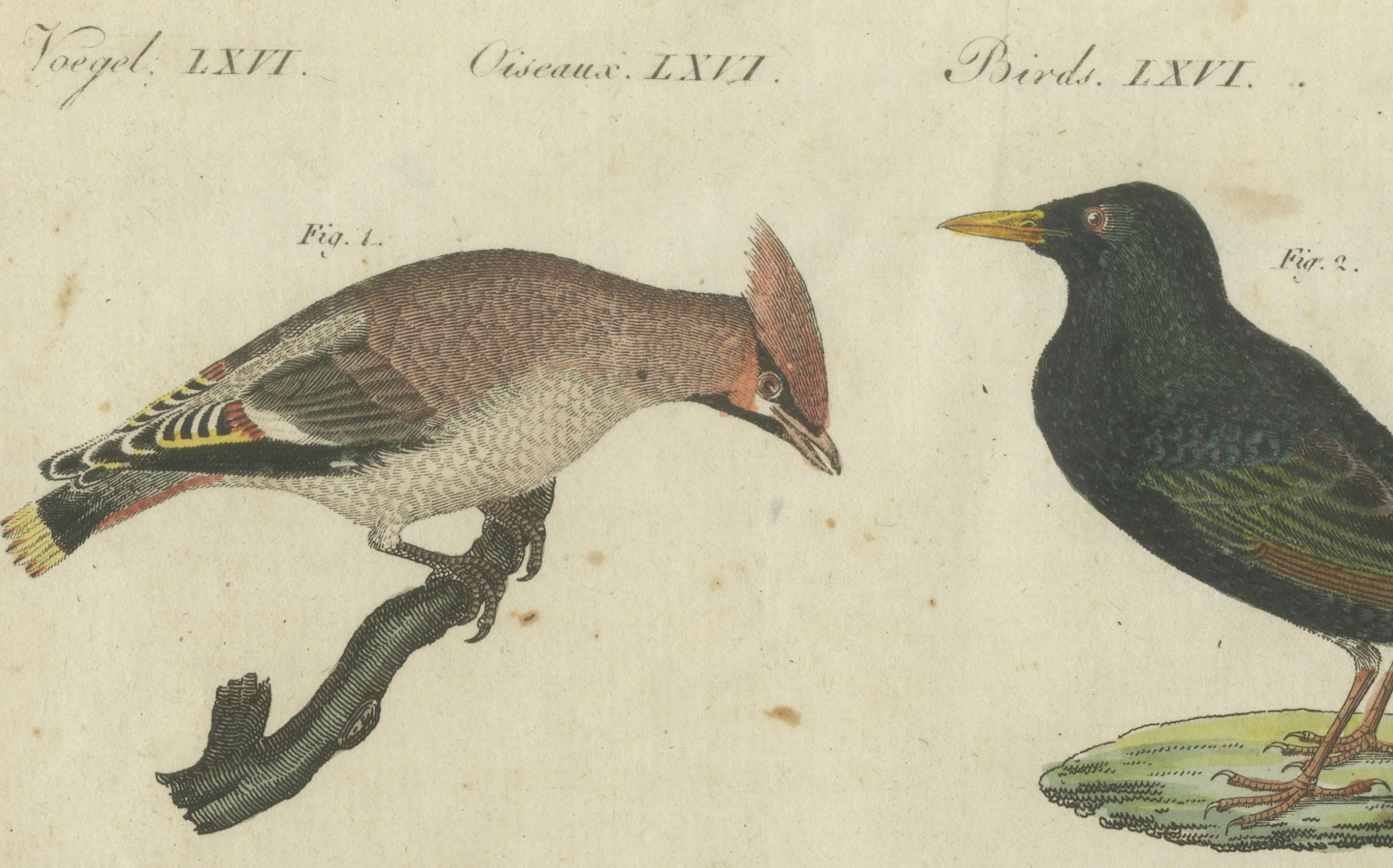 Elegant European Birds: 1805 Handcolored Engraving from Bertuch's Masterpiece For Sale 1