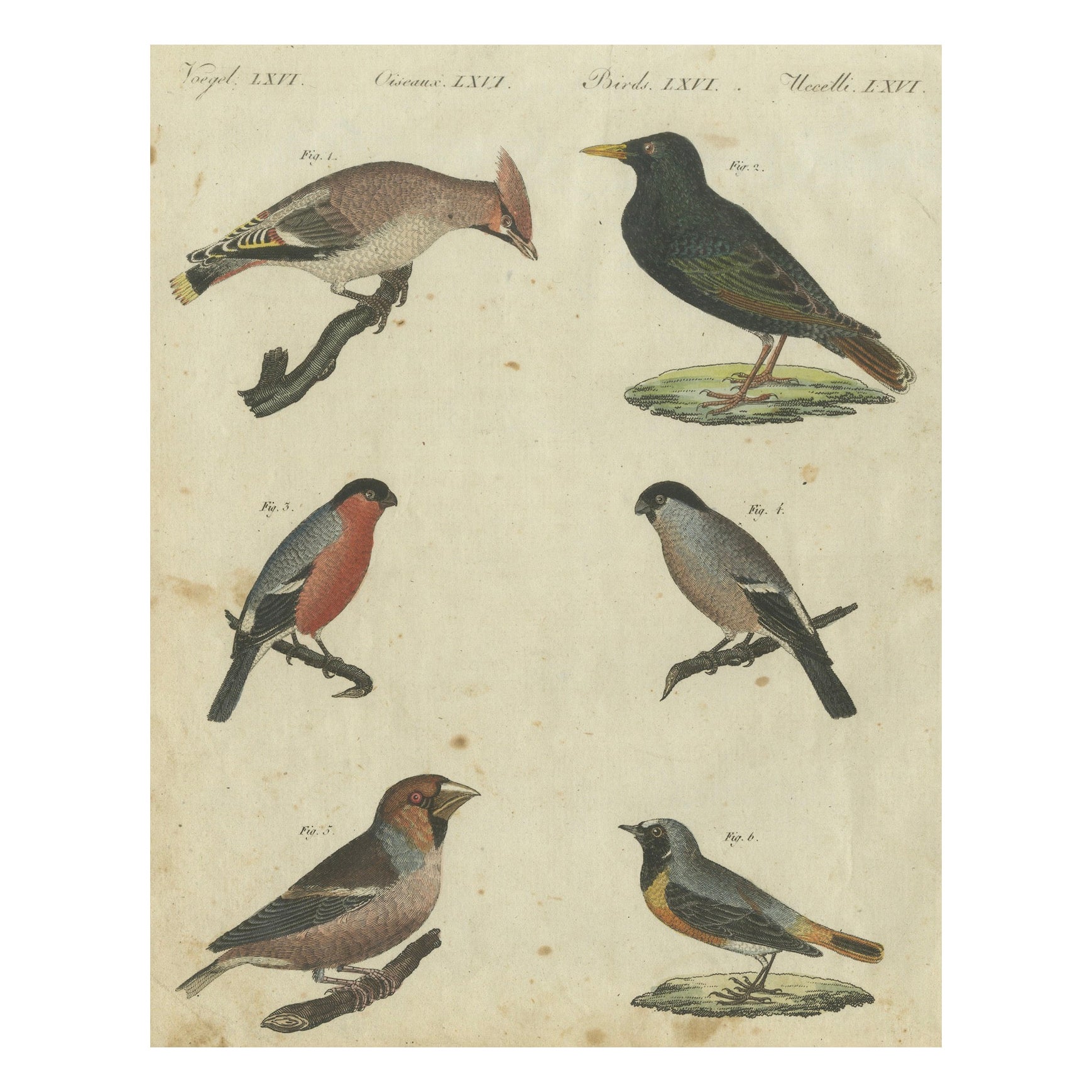 Elegant European Birds: 1805 Handcolored Engraving from Bertuch's Masterpiece