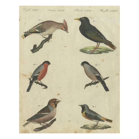 Elegant European Birds: 1805 Handcolored Engraving from Bertuch's Masterpiece