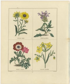 Elegant Garden Flower Engravings – Antique Botanical Prints, London 1828