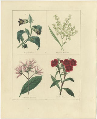 Elegant Garden Flower Engravings, Antique Botanical Prints, London 1828, view 3