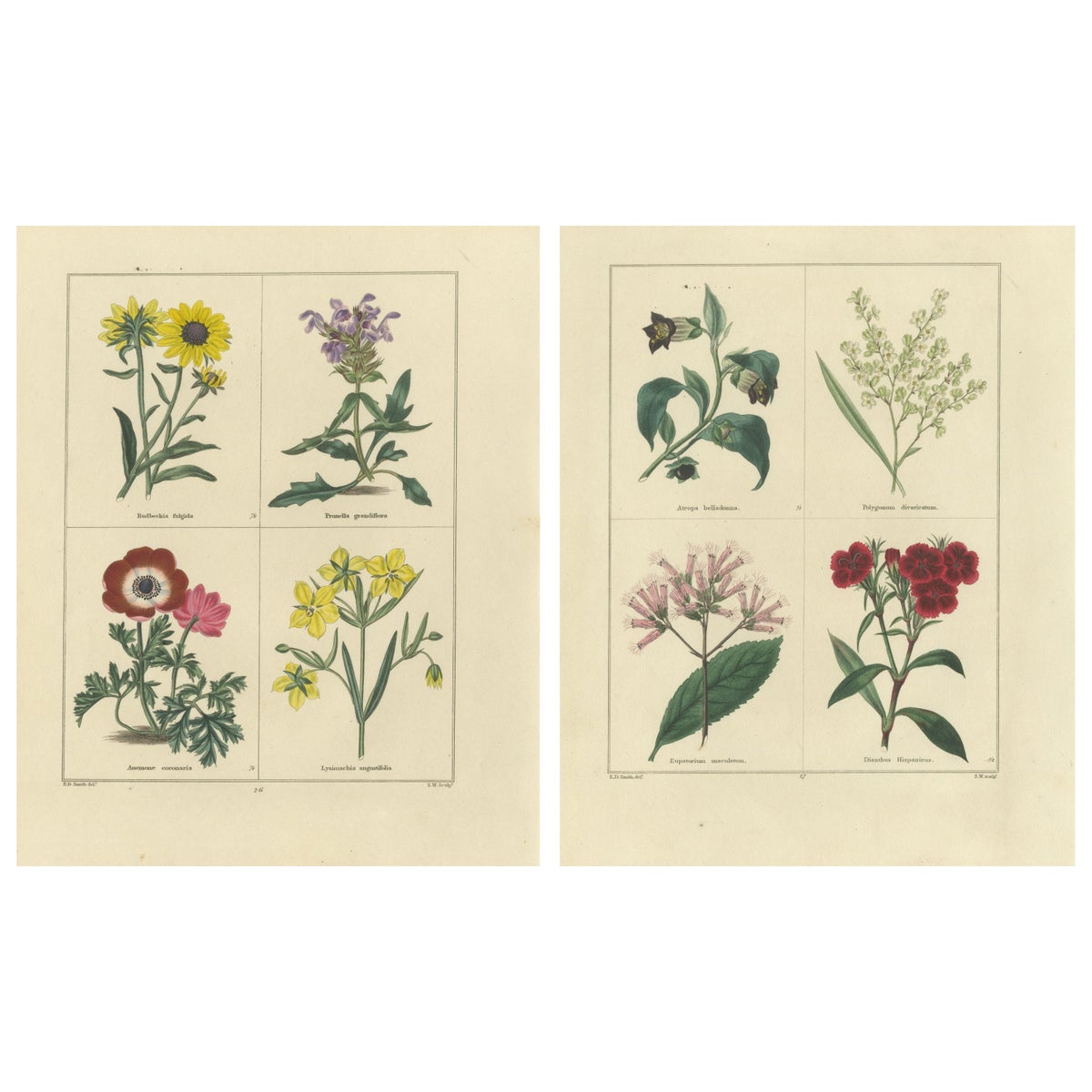 Elegant Garden Flower Engravings, Antique Botanical Prints, London 1828