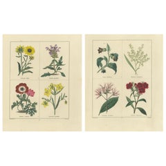 Elegant Garden Flower Engravings – Antique Botanical Prints, London 1828