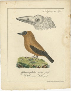 Elegant Misnomer: The Rusty-Brown Bird of Hahn's Legacy, circa 1820
