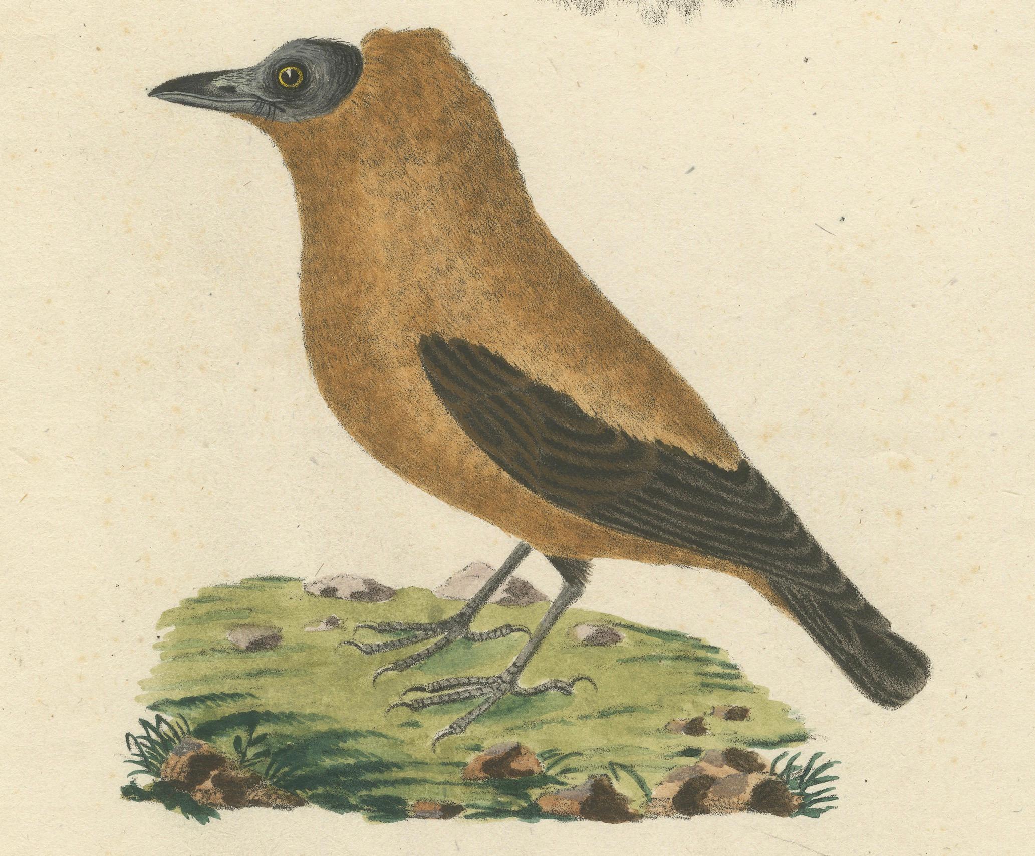 Paper Elegant Misnomer: The Rusty-Brown Bird of Hahn's Legacy, circa 1820 For Sale