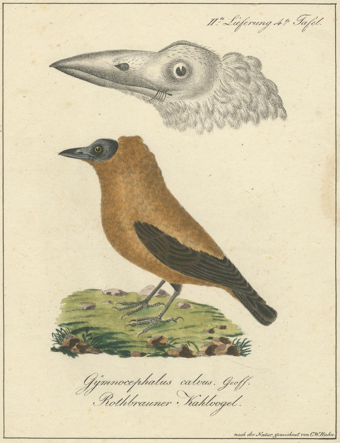 Elegant Misnomer: The Rusty-Brown Bird of Hahn's Legacy, circa 1820 For Sale 1