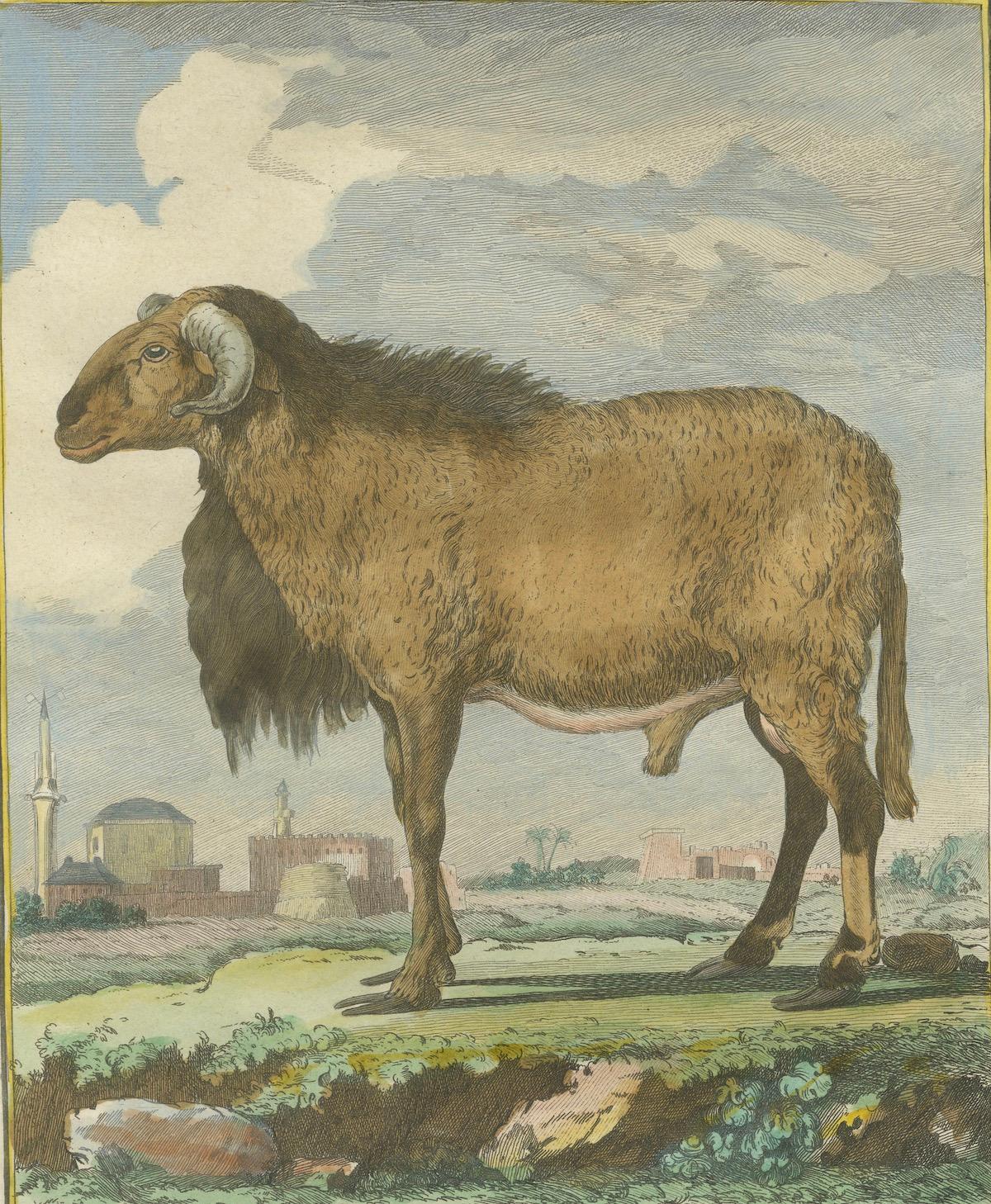 Elegant Morvant Ram Engraving, Buffon Amsterdam Edition 1769
