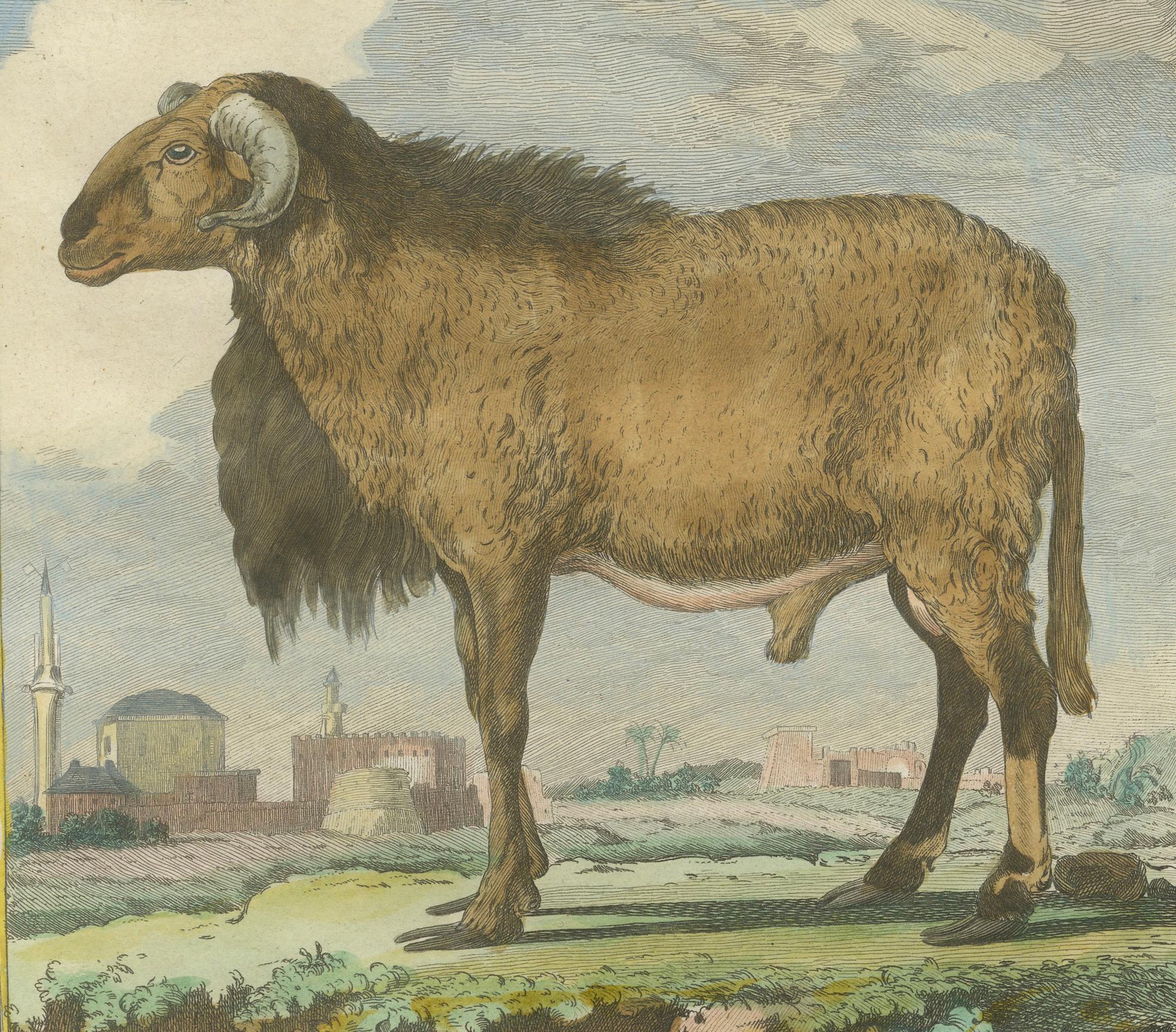 Elegant Morvant Ram Engraving, Buffon Amsterdam Edition 1769