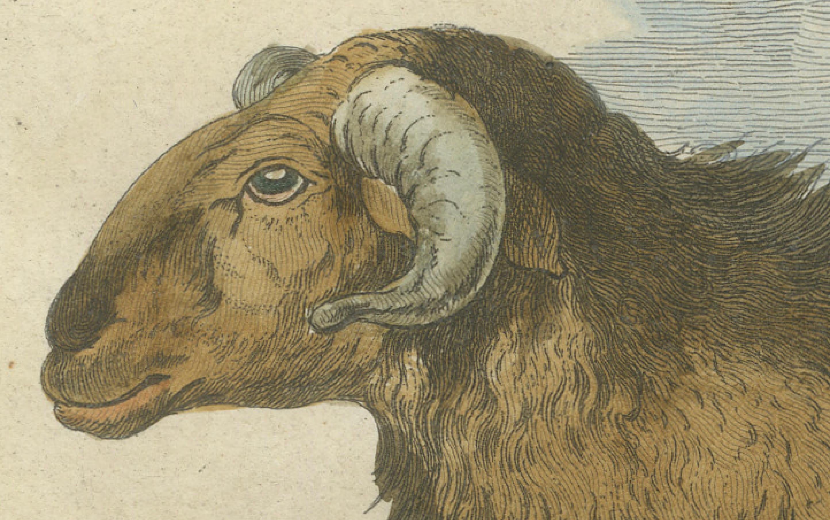 Elegant Morvant Ram Engraving, Buffon Amsterdam Edition 1769