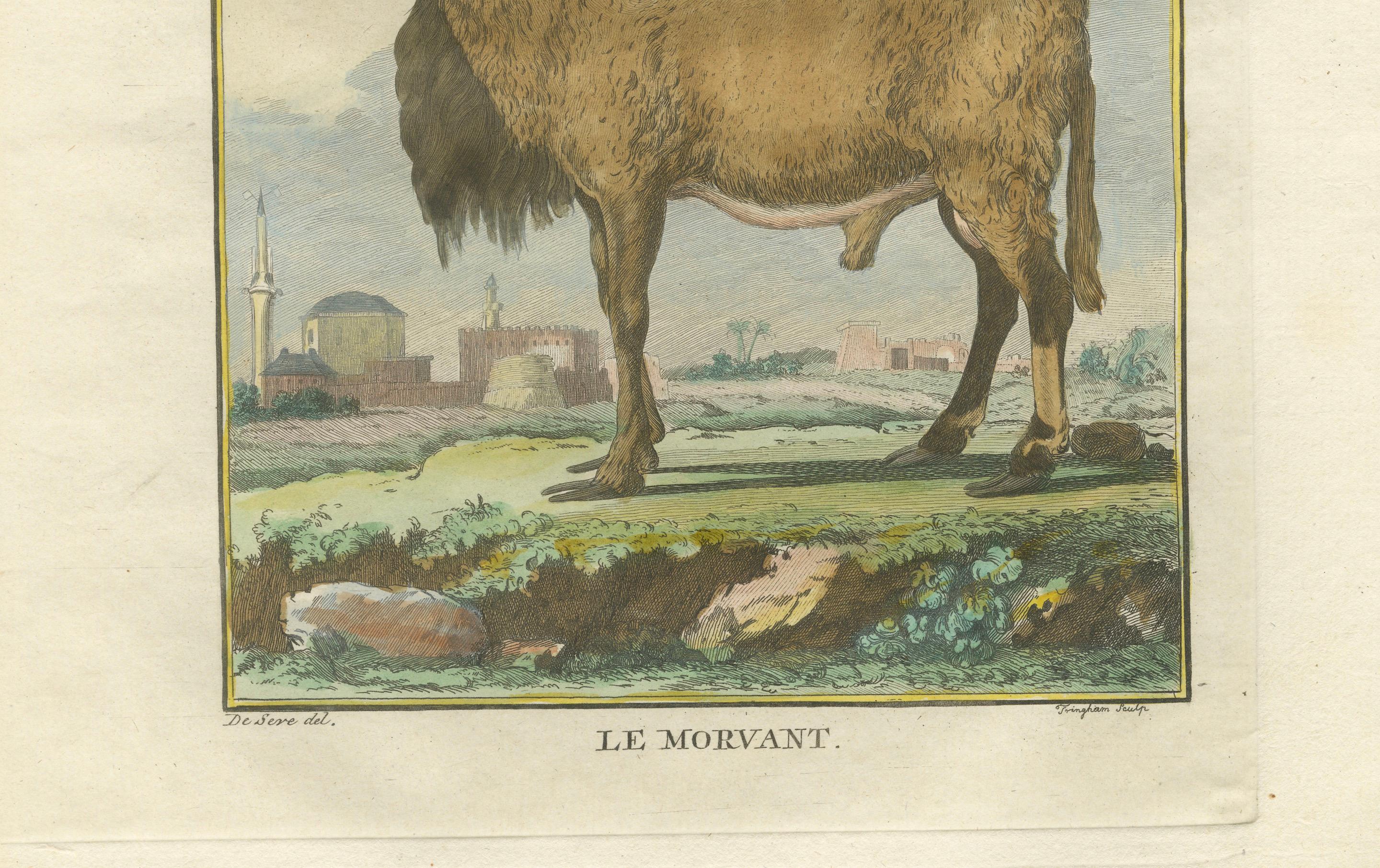 Elegant Morvant Ram Engraving, Buffon Amsterdam Edition 1769