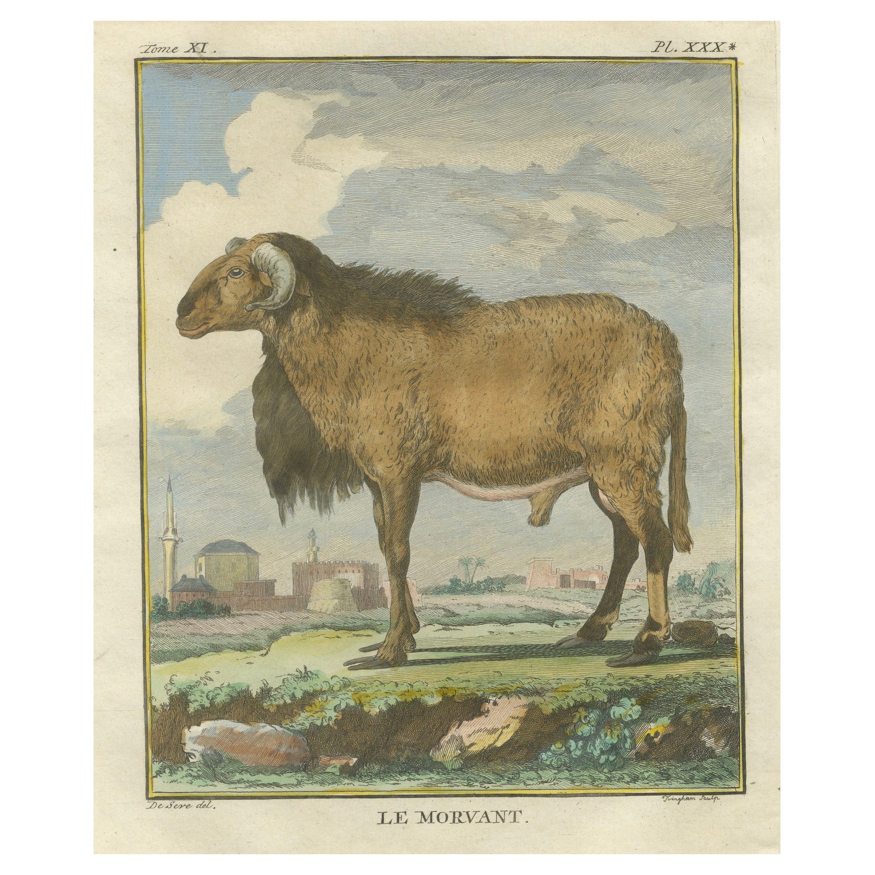 Gravure élégante au bélier de Morvant, édition Buffon Amsterdam 1769