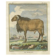 Elegant Morvant Ram Engraving, Buffon Amsterdam Edition 1769