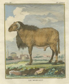 Elegant Morvant Ram Engraving, Buffon Amsterdam Edition 1769