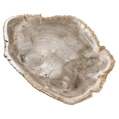 Elegant Petrified Wood Centerpiece 18"