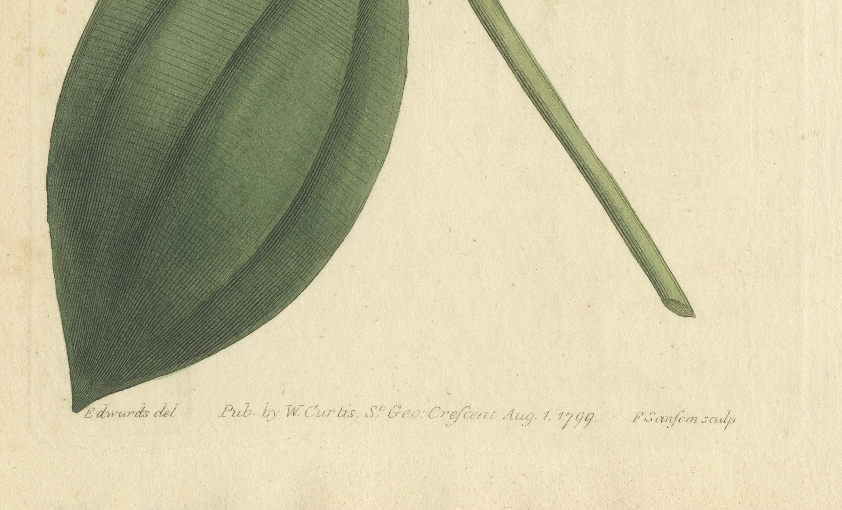 This is a delicate botanical illustration of a Pink Quill, also known as Tillandsia cyanea. The flower is depicted in its typical form with a soft pink hue, prominently displaying its stamen and petals. The image is meticulously detailed,