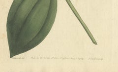 Elegant Pink Quill in Full Bloom: An 18th Century Botanical Ilustration