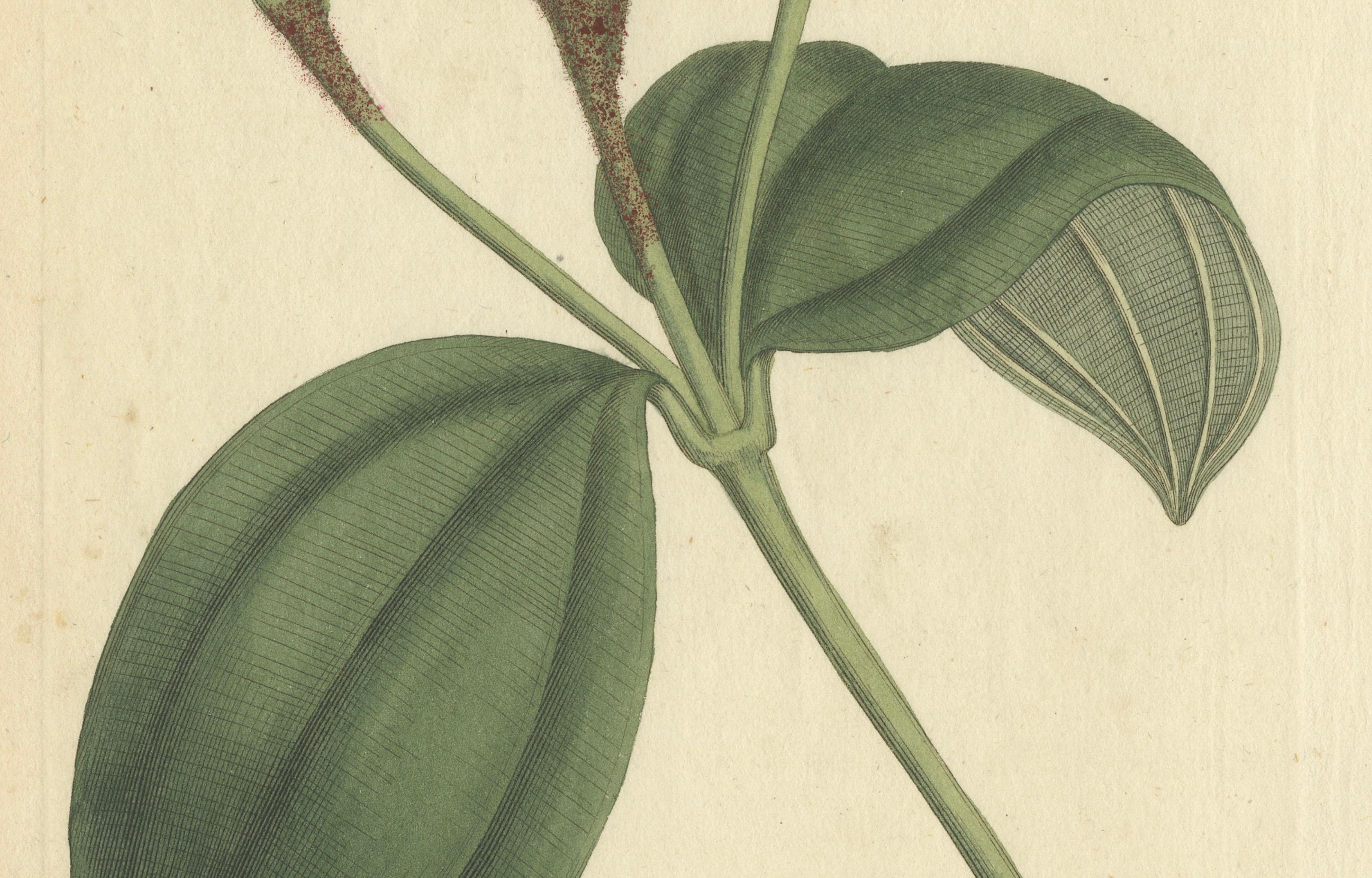 Elegant Pink Quill in Full Bloom: An 18th Century Botanical Ilustration In Good Condition For Sale In Langweer, NL
