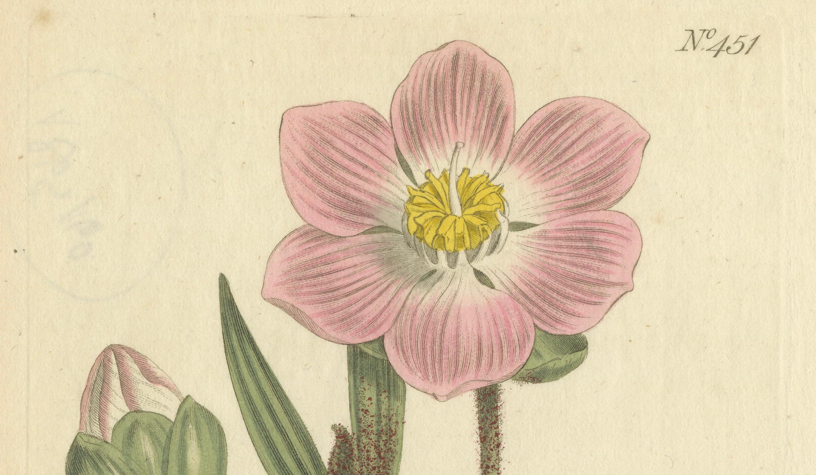 Late 18th Century Elegant Pink Quill in Full Bloom: An 18th Century Botanical Ilustration For Sale