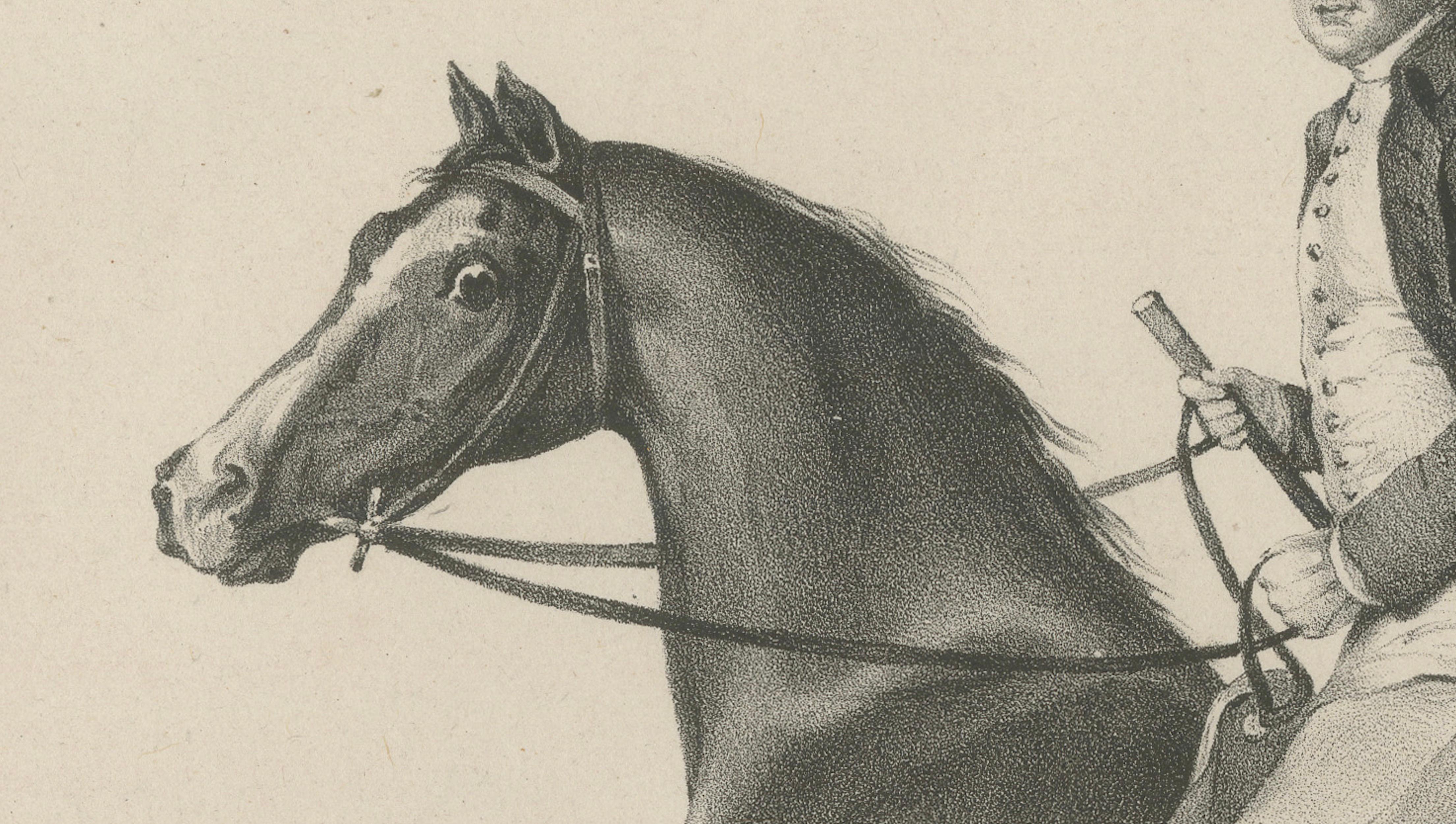 Elegant Regency Horse & Rider Portrait, Gauci Lithograph c.1840