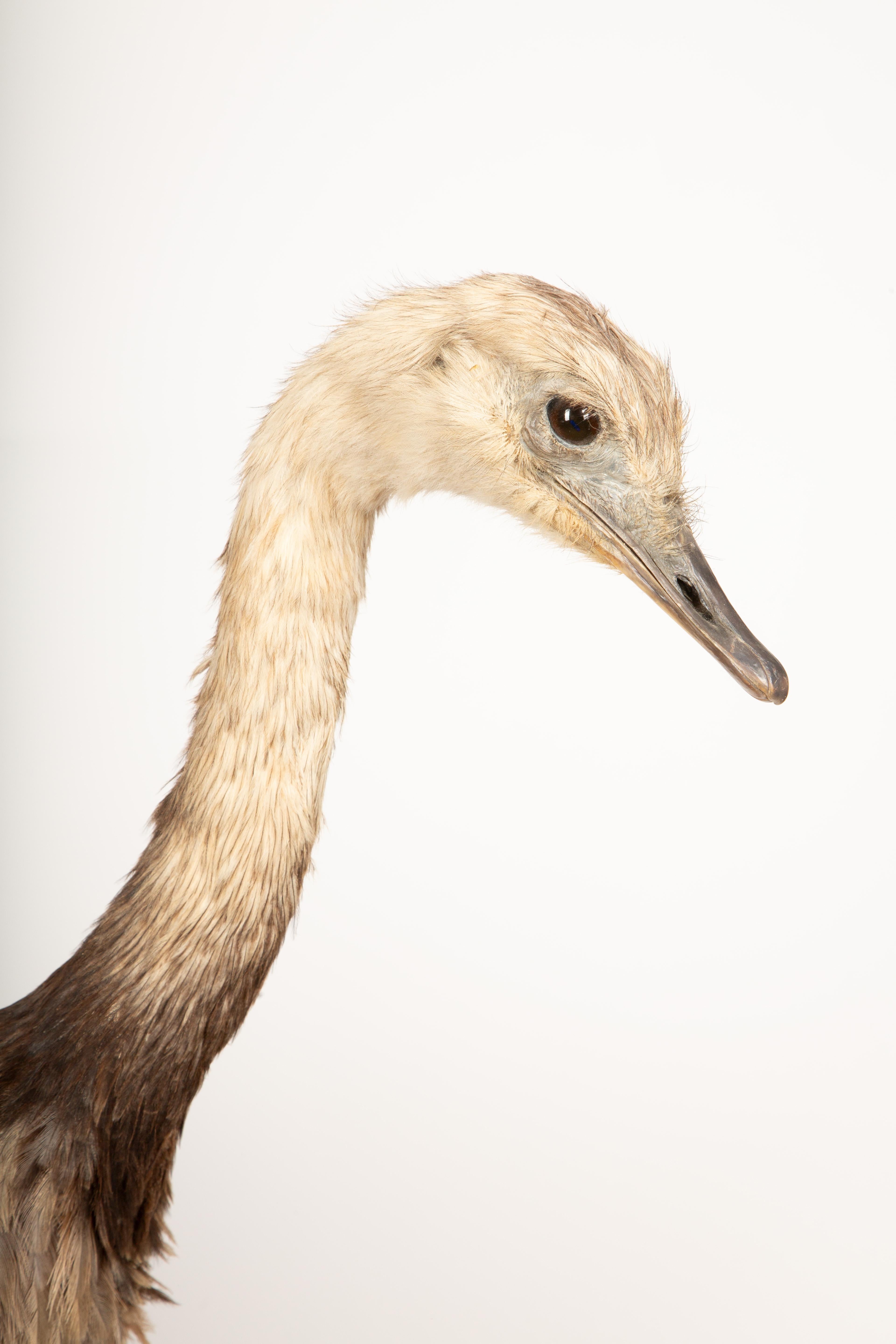 Elegant Rhea Taxidermy Specimen – A South American Ratite 42