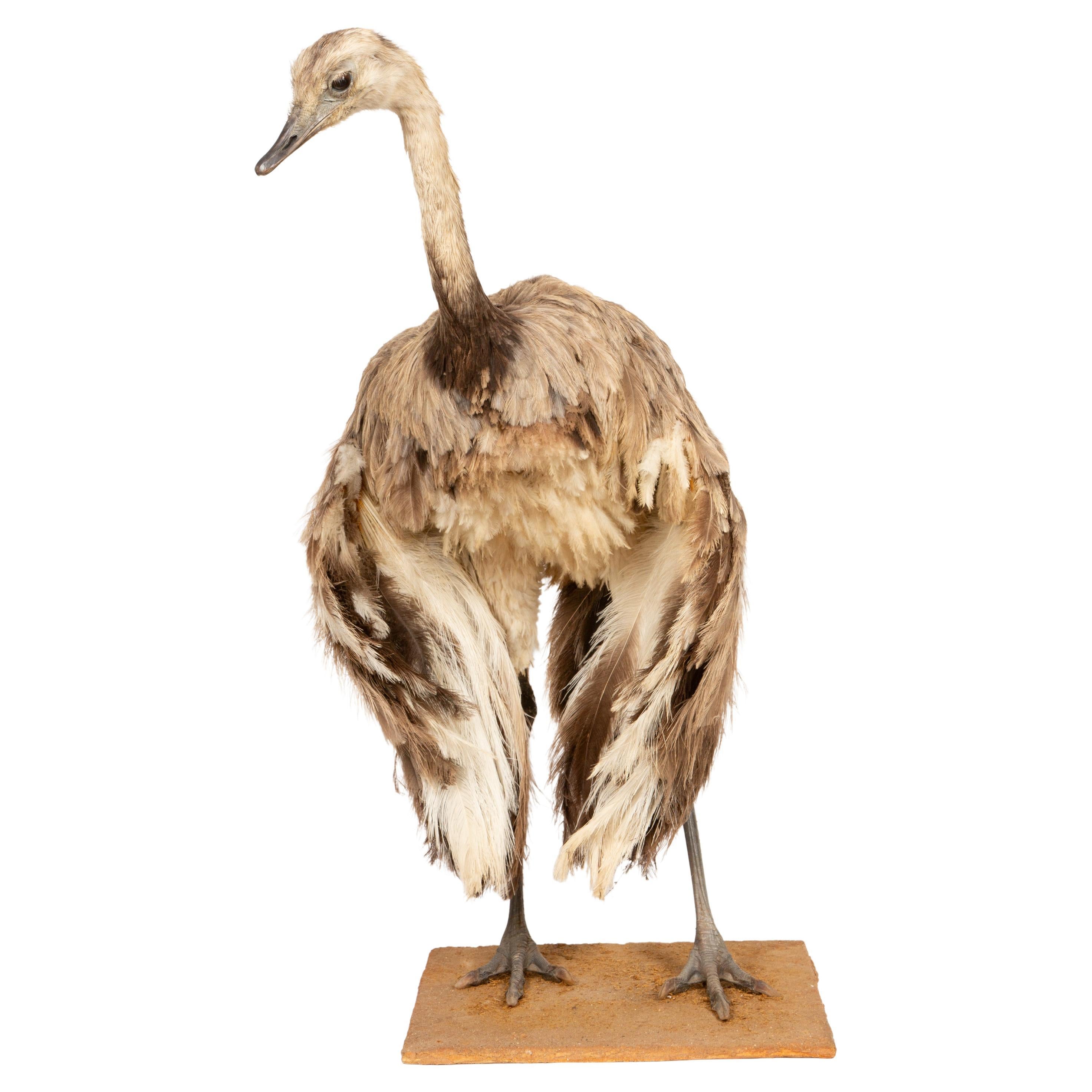 This 42-inch-tall Rhea taxidermy specimen showcases one of South America’s most fascinating flightless birds. Rheas (Rhea americana and Rhea pennata), also known as ñandús or South American ostriches, belong to the ratite family, making them distant