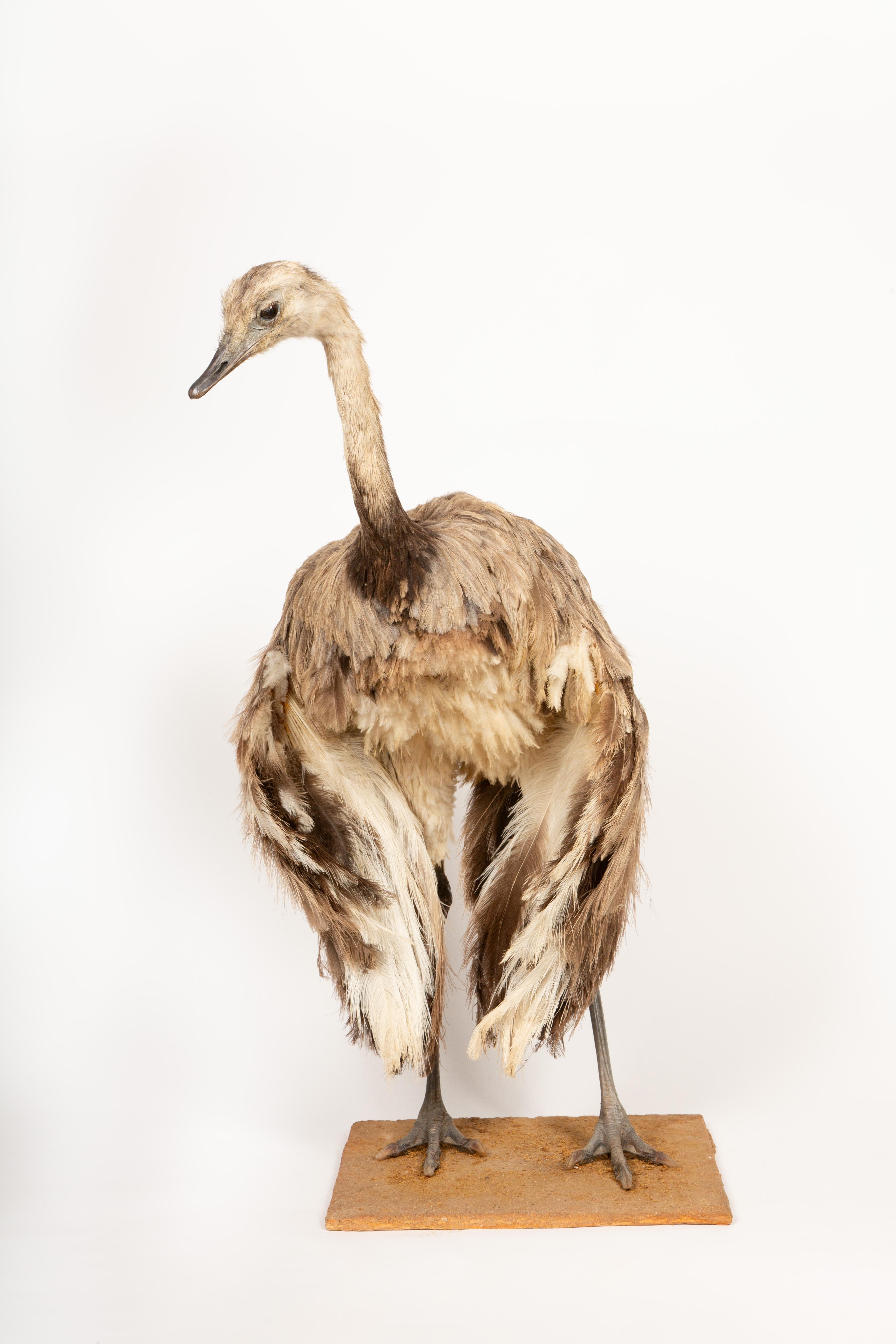Argentine Elegant Rhea Taxidermy Specimen – A South American Ratite 42