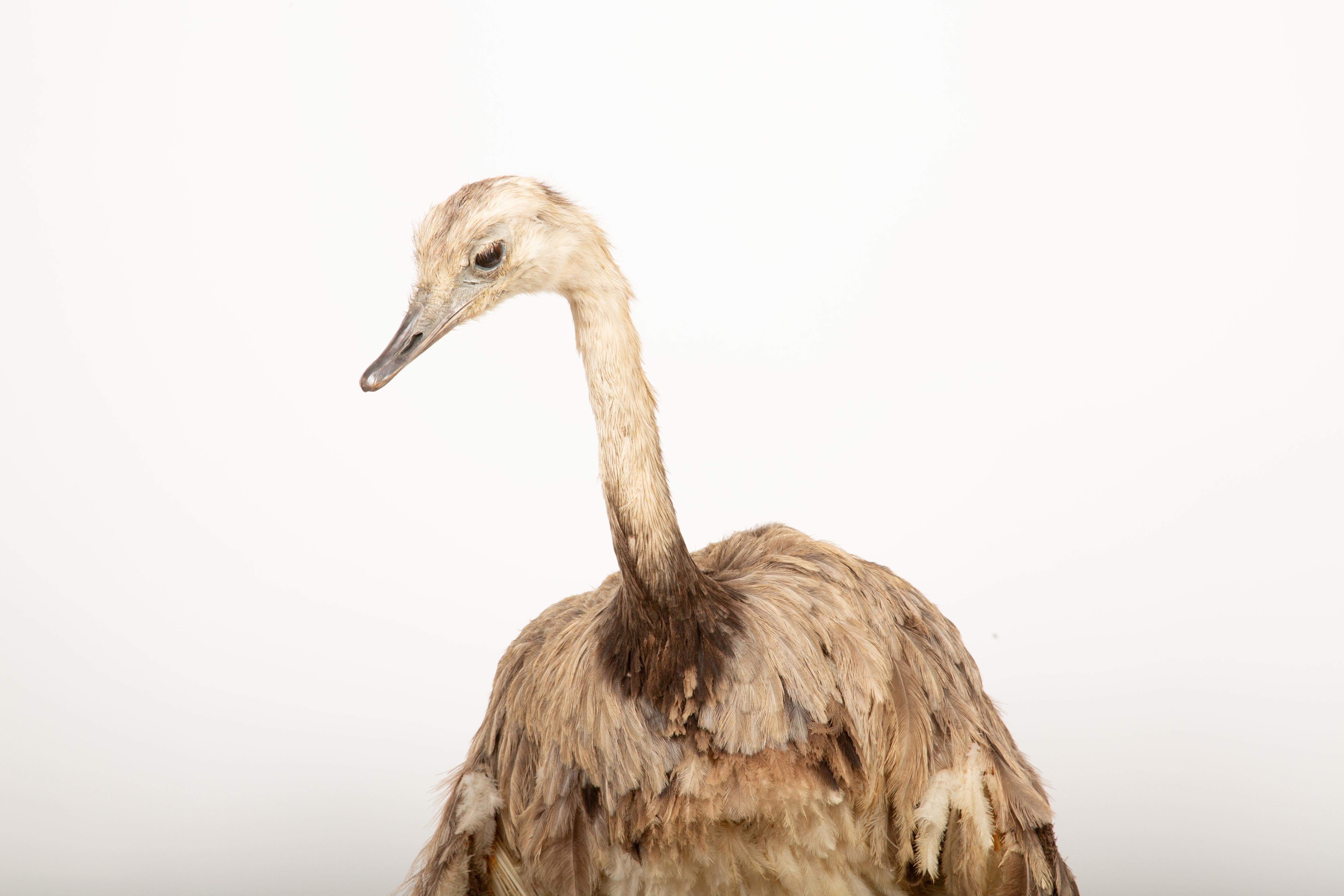 Elegant Rhea Taxidermy Specimen – A South American Ratite 42
